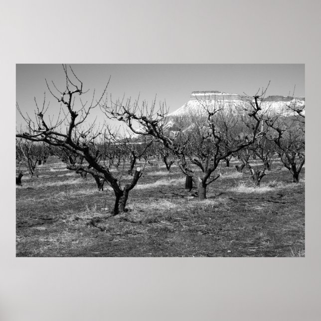 Poster photo noir et blanc paysage de printemps (Devant)