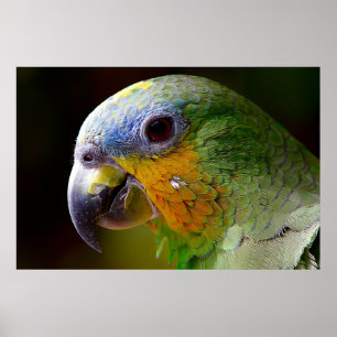 Poster photo Oiseau de perroquet Tropical