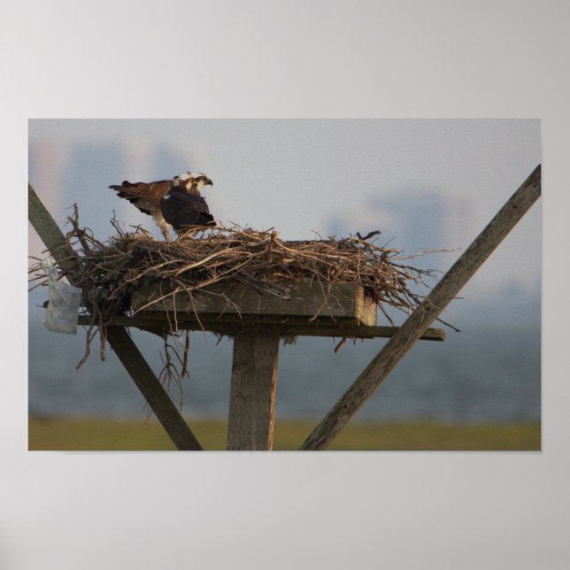 Poster photo Osprey in Nest (Devant)