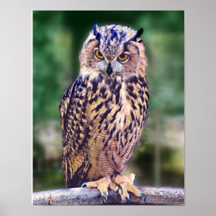 Poster photo Owl