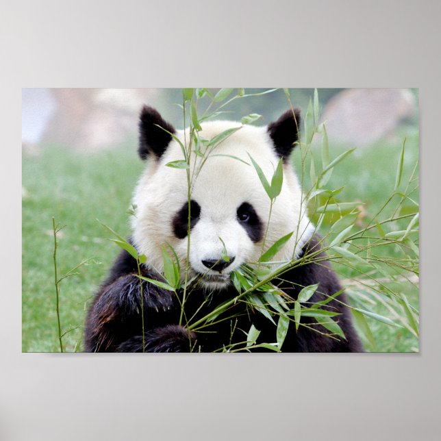 Poster Photo panda géant, animaux 0333. (Devant)
