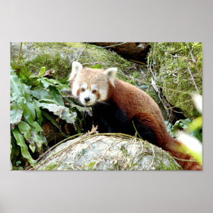 Poster Photo panda rouge, animaux 0507.