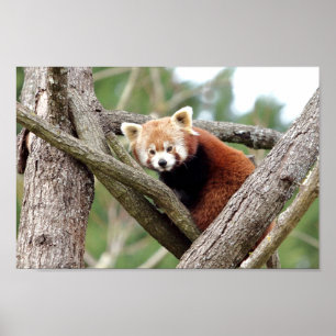 Poster Photo panda rouge, animaux 0508.
