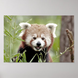 Poster Photo panda rouge, animaux 0510.