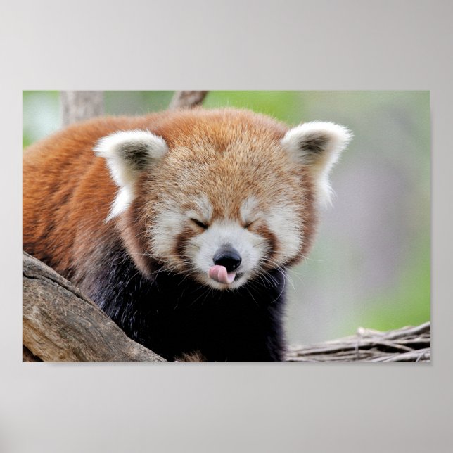 Poster Photo panda rouge, animaux 0511. (Devant)