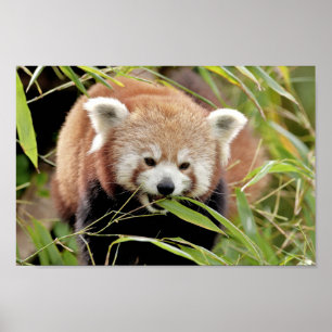Poster Photo panda rouge, animaux 0513.