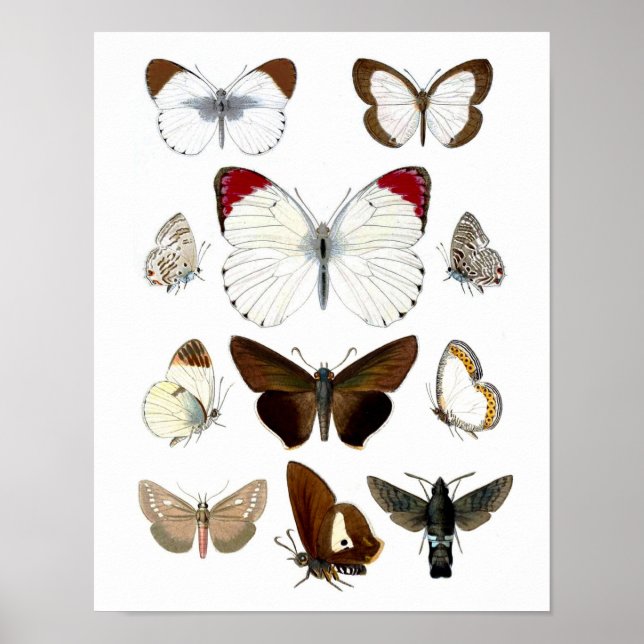 Poster Photo papillon 7. Historique naturel (Devant)