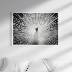 Poster photo Peacock blanc