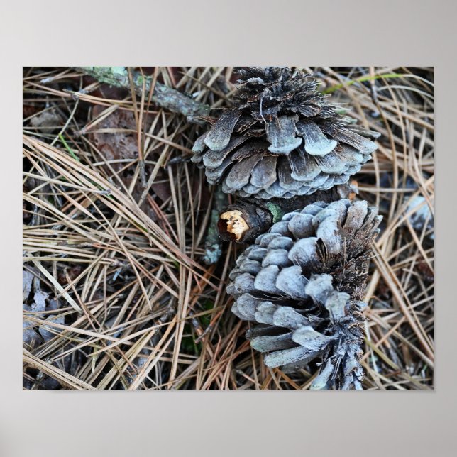 Poster photo Pinecones (Devant)