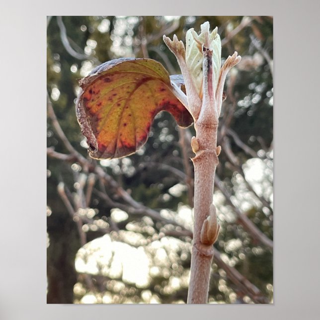 Poster photo plante (Devant)