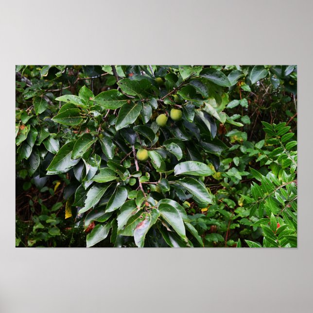 Poster photo plante (Devant)