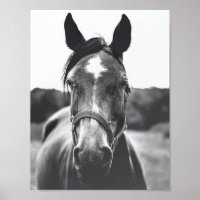 Poster photo Portrait du cheval noir et blanc