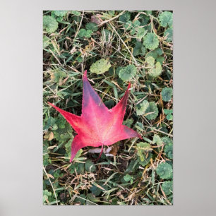 Poster photo Red Leaf