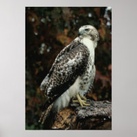 Poster photo Red Tail Hawk