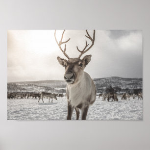 Poster photo Reindeer Nature