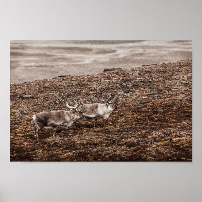 Poster photo Reindeer Nature (Devant)