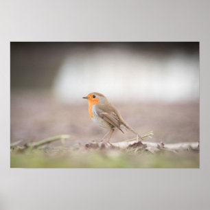 Poster photo Robin Nature