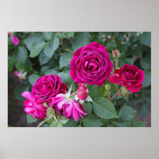 Poster photo rose