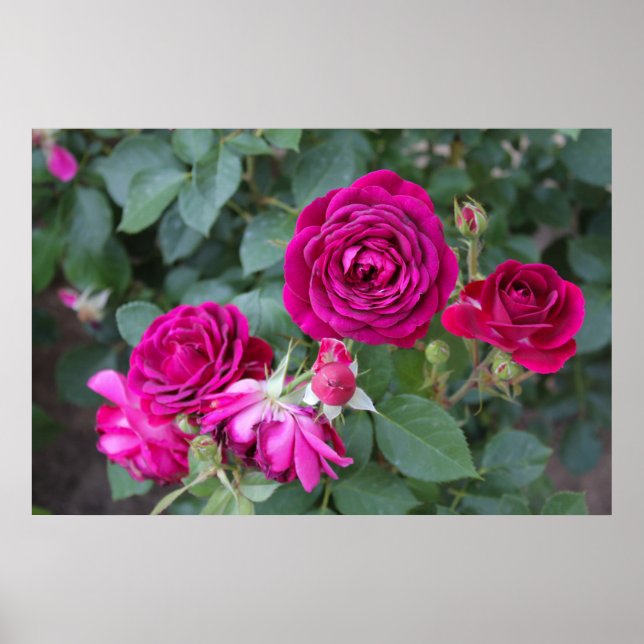 Poster photo rose (Devant)