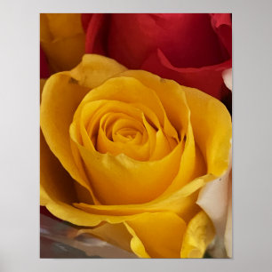 Poster photo rose