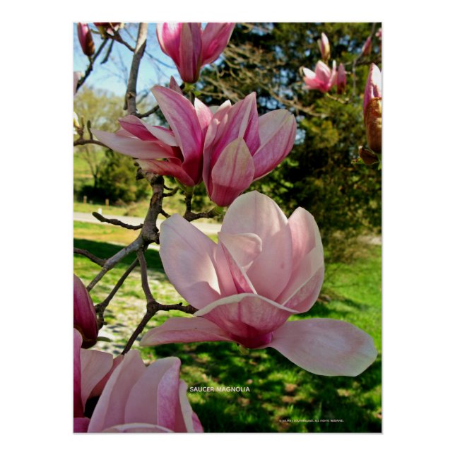 Poster photo rose chic Magnolia Floral Imprimer (Devant)