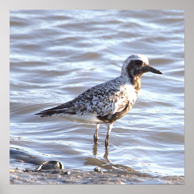 Poster photo Seabird in Ocean (Devant)