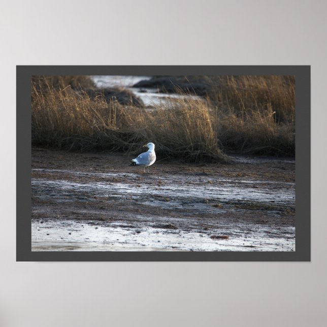 Poster photo Seagull (Devant)