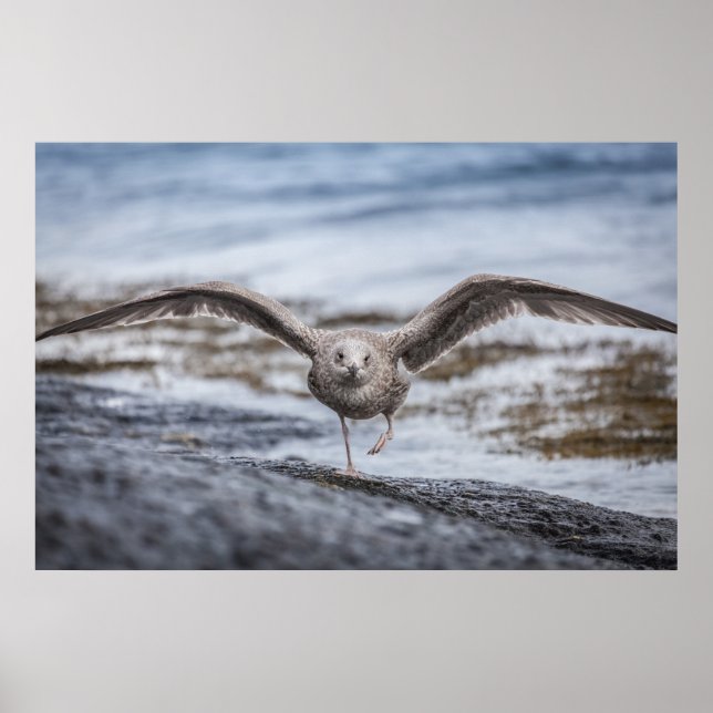 Poster photo Seagull Wildlife (Devant)