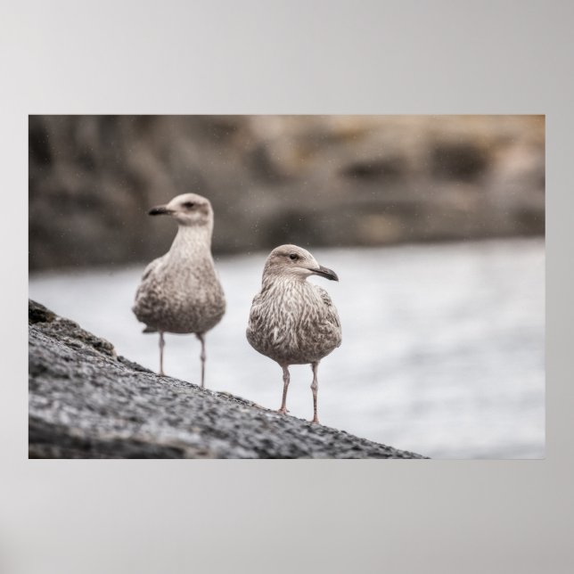 Poster photo Seaguls Wildlife (Devant)