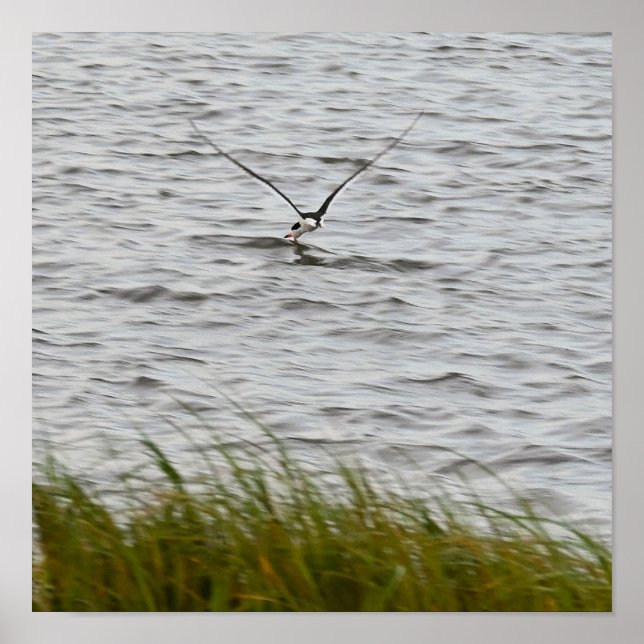 Poster photo Skimmer Bird (Devant)