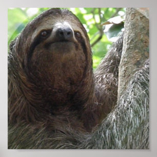 Poster photo Sloth Imprimer