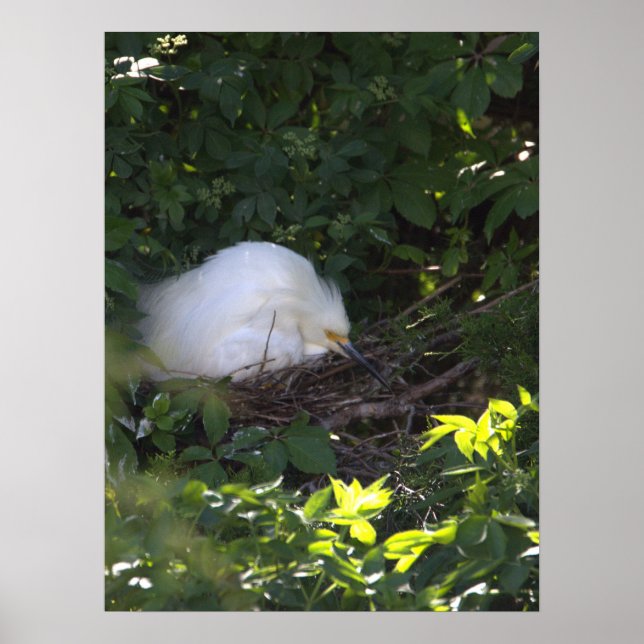 Poster photo Snowy Egret (Devant)