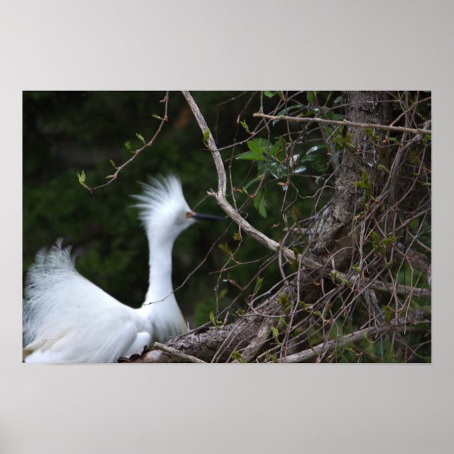 Poster photo Snowy Egret (Devant)