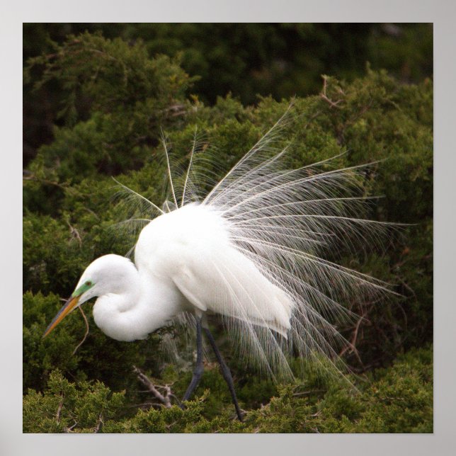 Poster photo Snowy Egret (Devant)