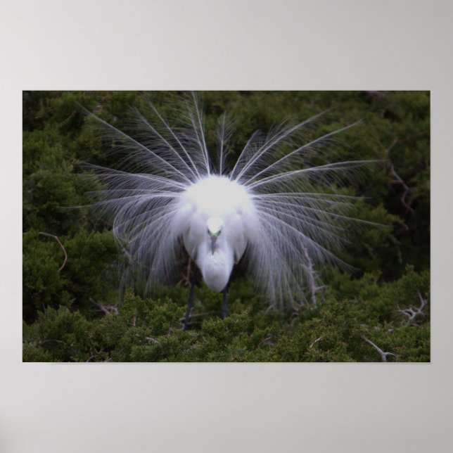 Poster photo Snowy Egret (Devant)