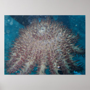Poster photo Starfish