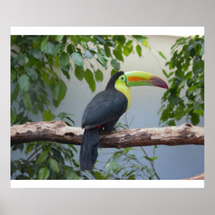 Poster photo Toucan