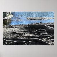 Poster photo Tree Roots