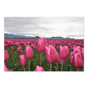 Poster photo Tulipes roses Fleurs