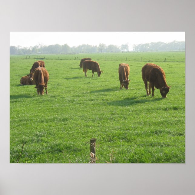 Poster photo vaches Imprimer (Devant)