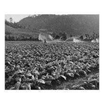 Photo vintage d'un champ de tabac au honduras