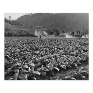 Poster Photo vintage d'un champ de tabac au honduras