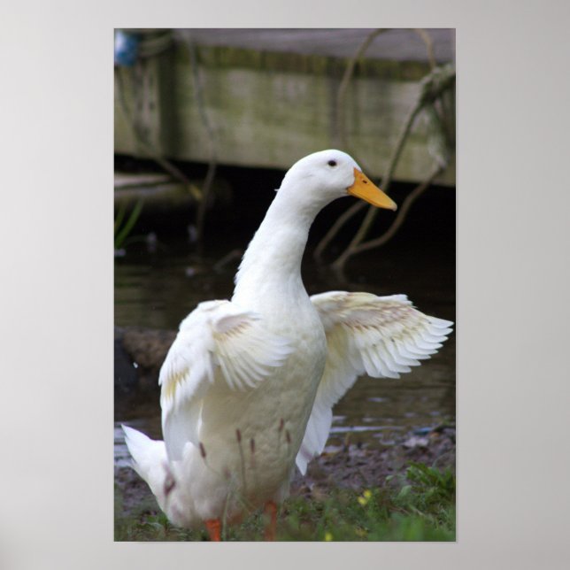 Poster photo White Duck (Devant)