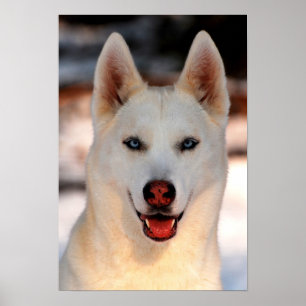 Poster photo White Siberian Husky
