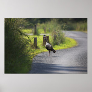 Poster photo Wild Turkey