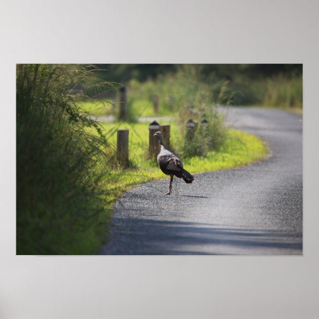 Poster photo Wild Turkey (Devant)