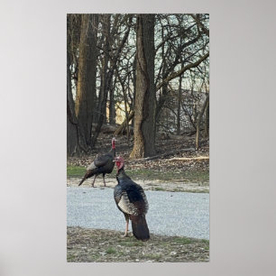 Poster photo Wild Turkeys