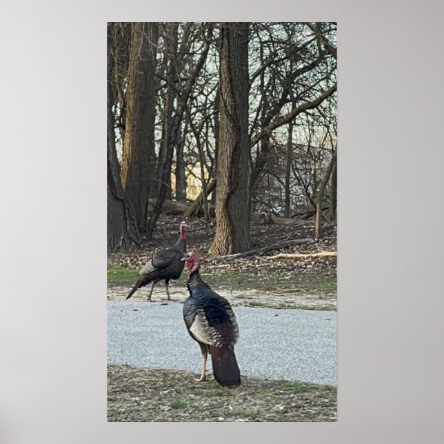 Poster photo Wild Turkeys (Devant)
