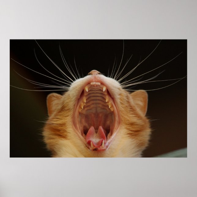 Poster photo Yawning Cat Kitty, Kitten (Devant)