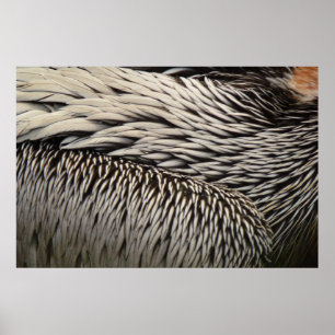 Poster Photographie abstraite de plumes de pélican dans l
